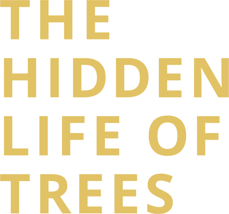 The Hidden Life of Trees