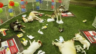 Pups United NL