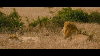 Animals In Love