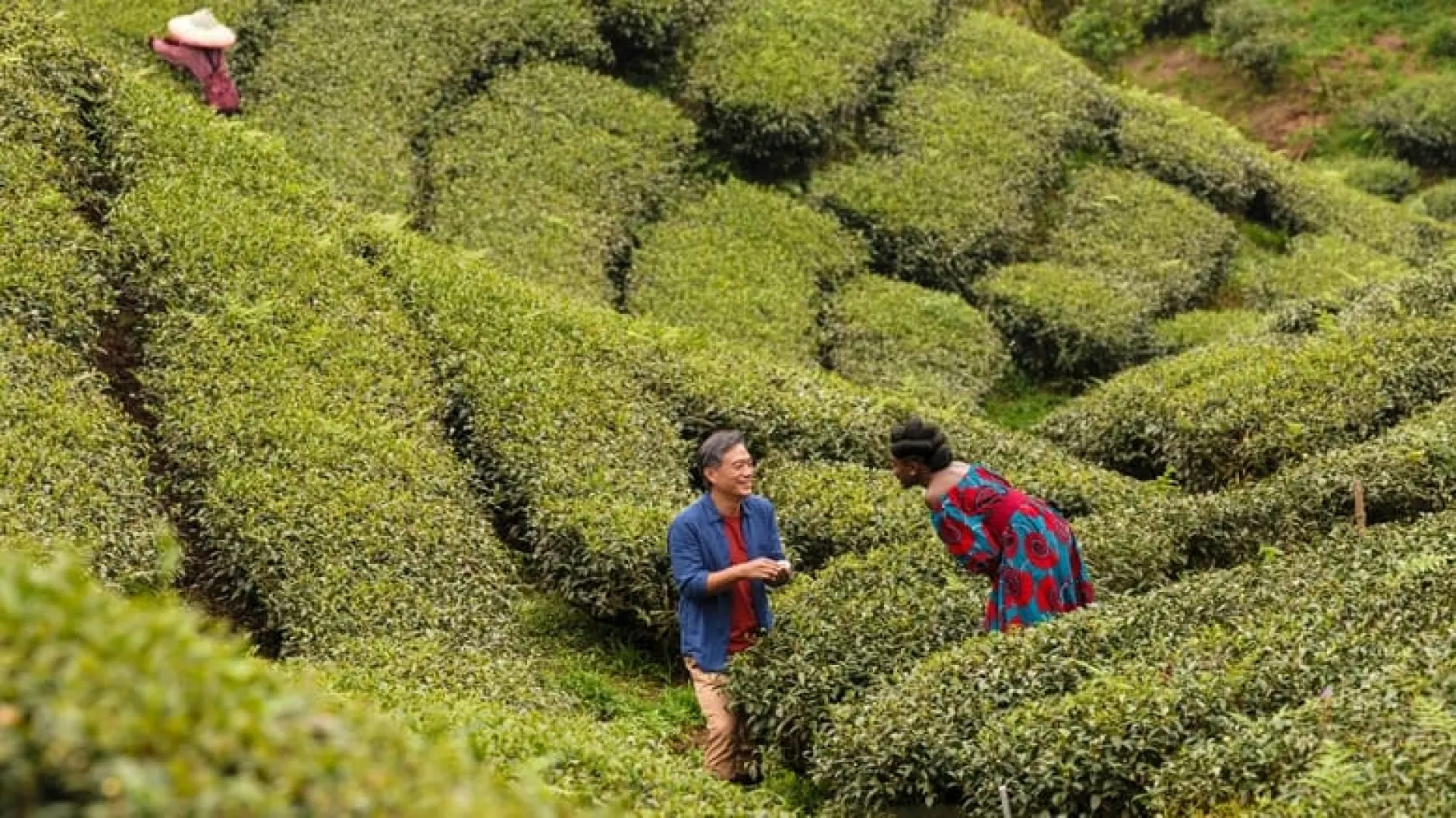 Background image for Black Tea