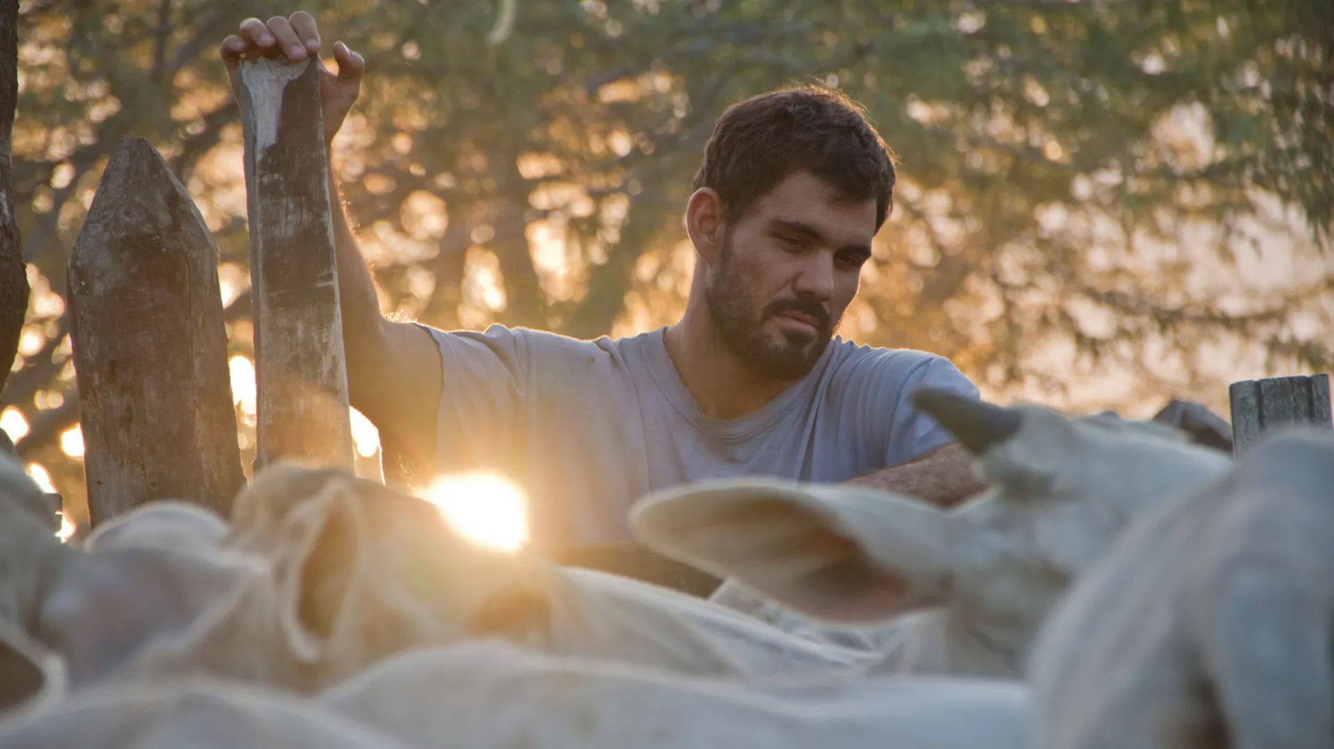 Background image for Neon Bull