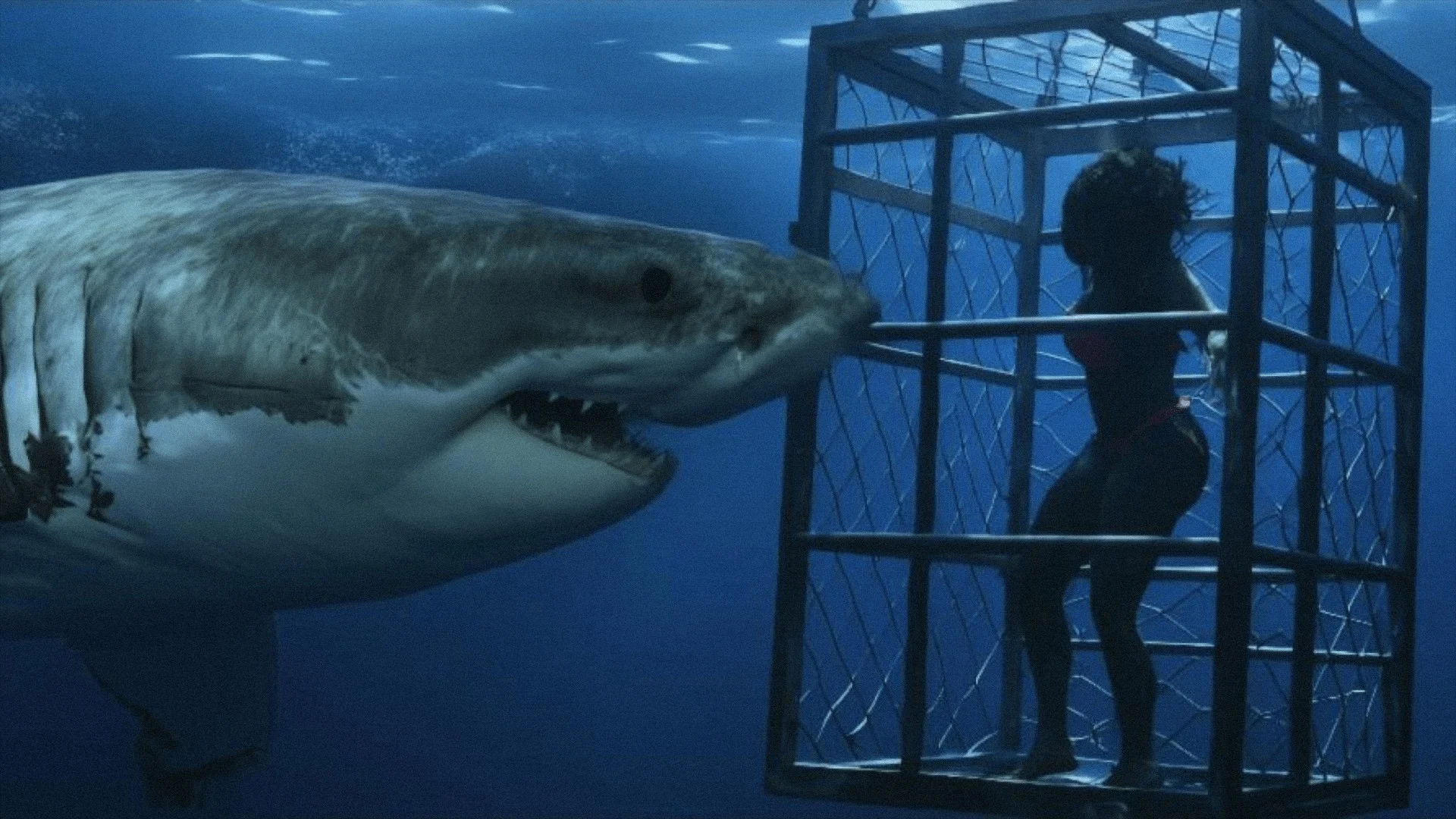 Human Bait