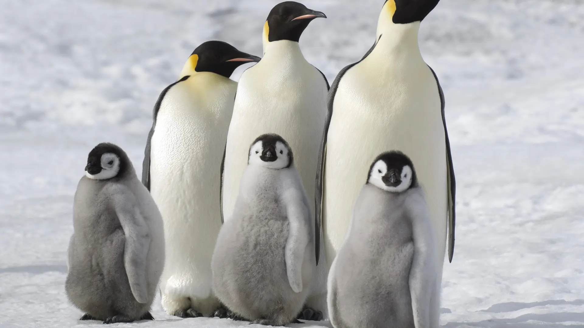 Background image for March of the Penguins 2