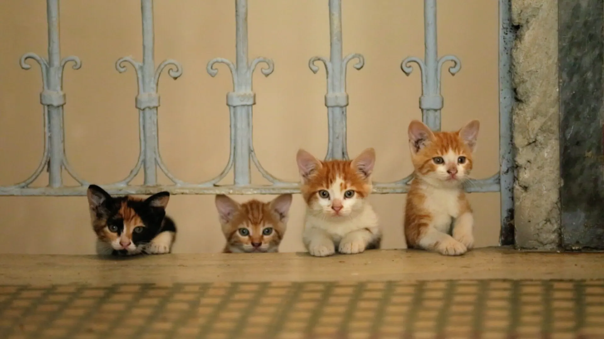 Background image for Kedi