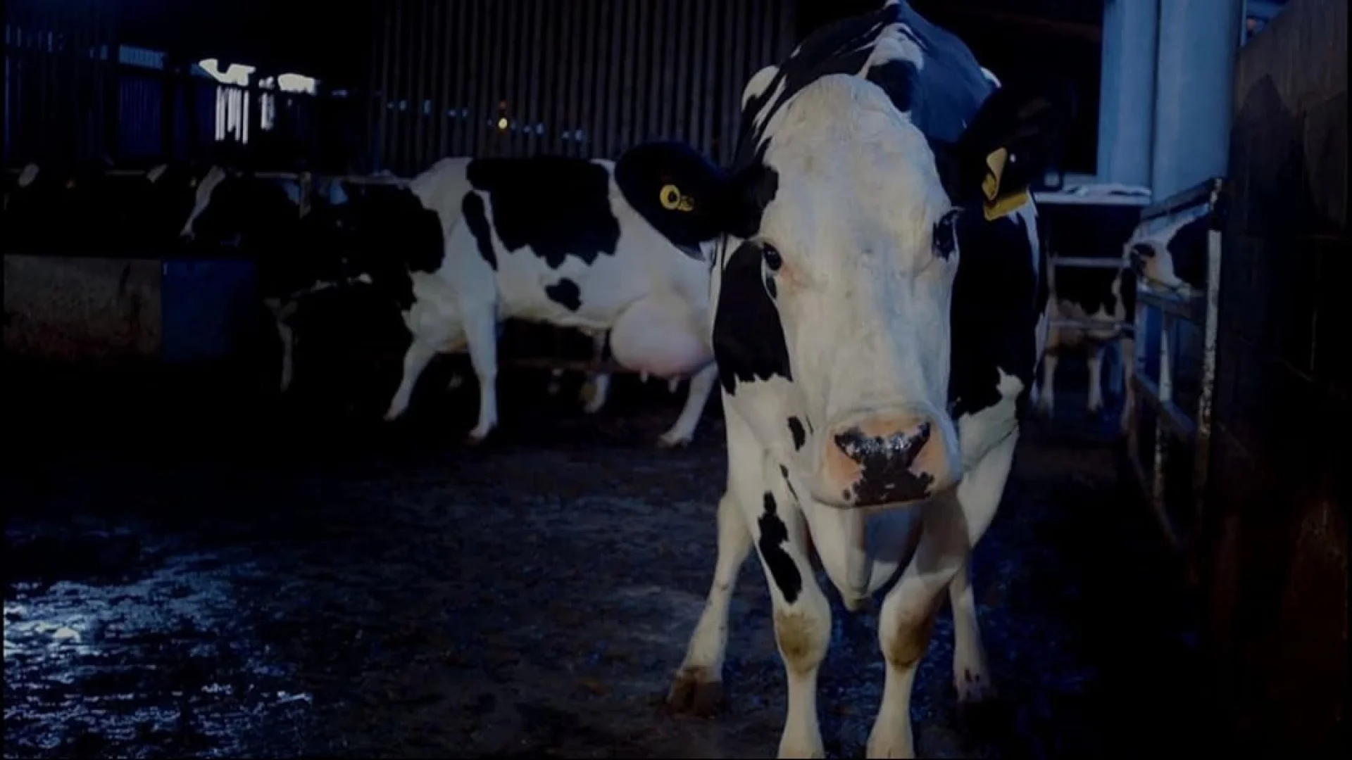 Background image for Cow