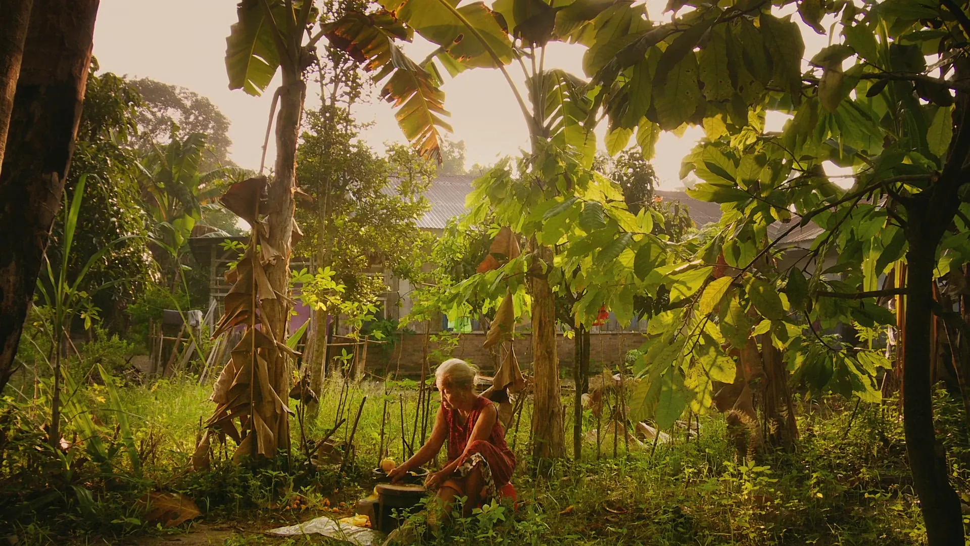 Background image for The Look of Silence