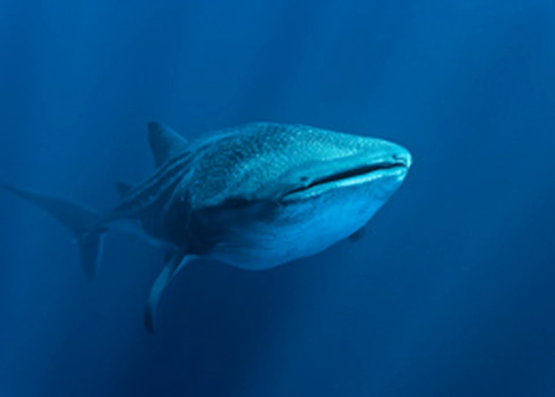 Kingdom of the Oceans 01 Into the Blue