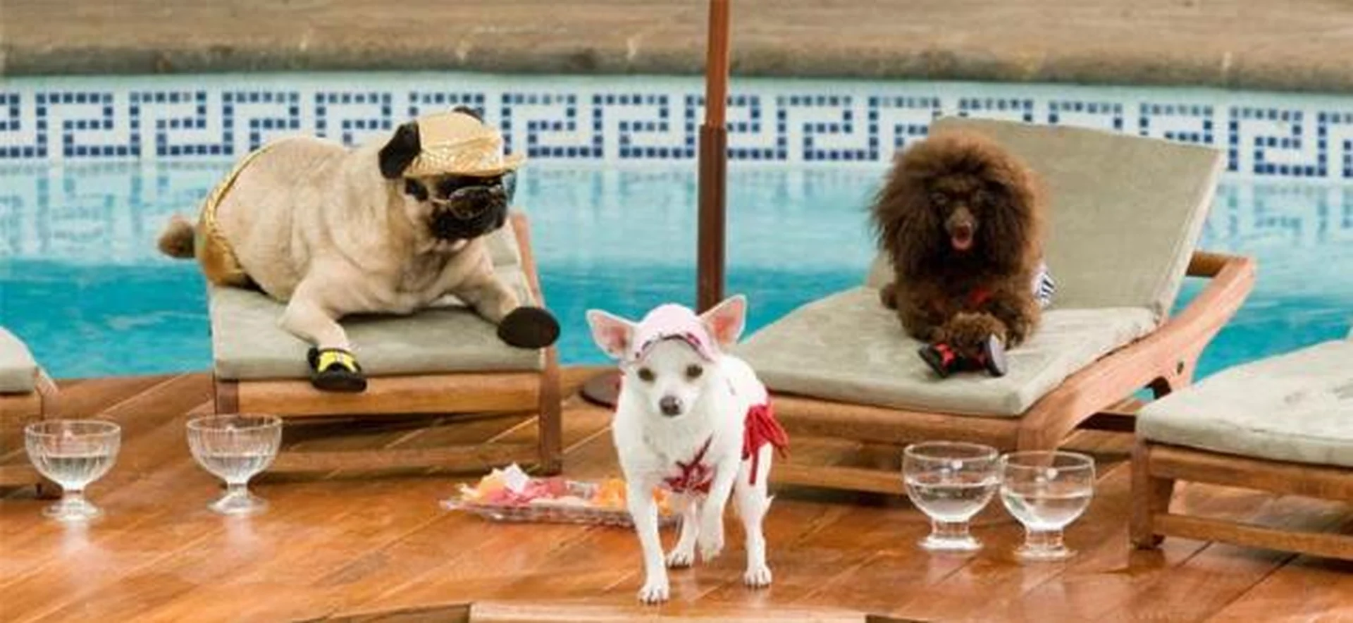 Beverly Hills Chihuahua