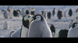 March of the Penguins 2